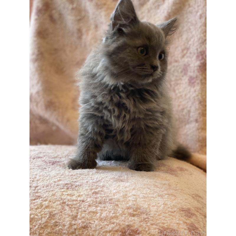 販売中の埼玉県のサイベリアン-132851の7枚目