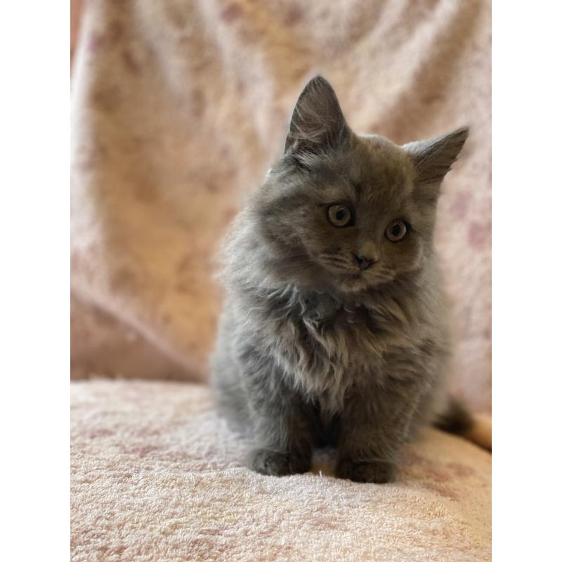 販売中の埼玉県のサイベリアン-132851の6枚目