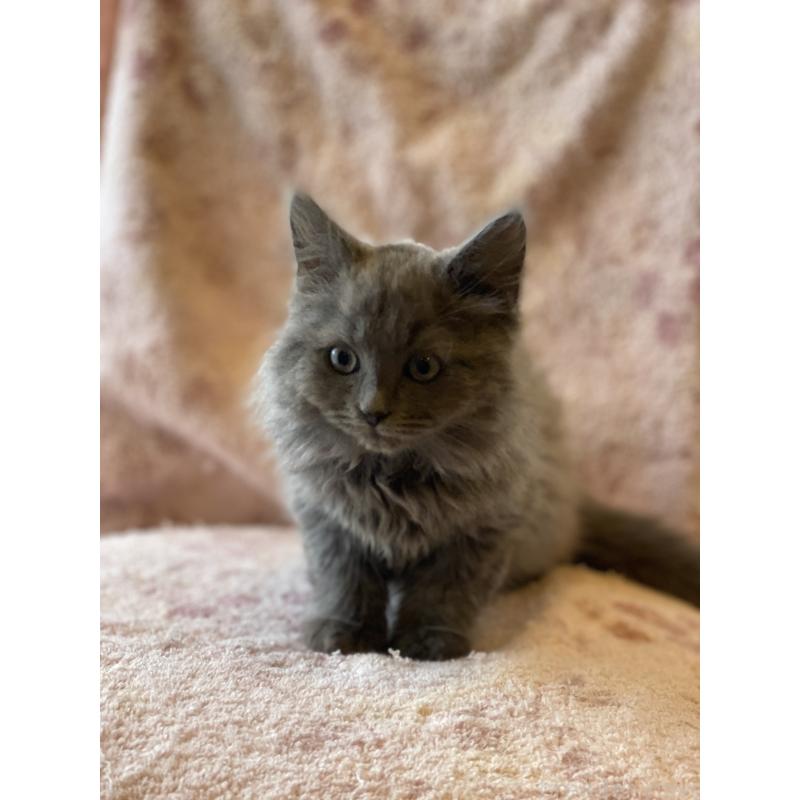 販売中の埼玉県のサイベリアン-132851の5枚目