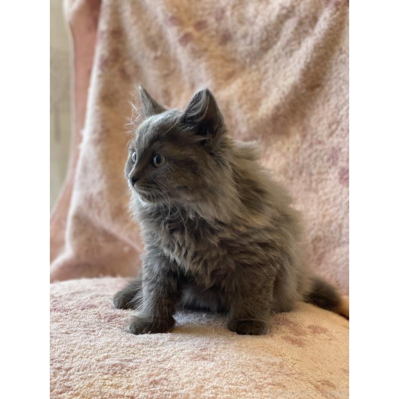 販売中の埼玉県のサイベリアン-132851の4枚目