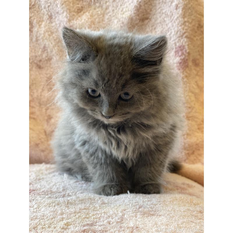 販売中の埼玉県のサイベリアン-132851の3枚目