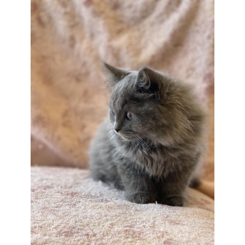 販売中の埼玉県のサイベリアン-132851の2枚目