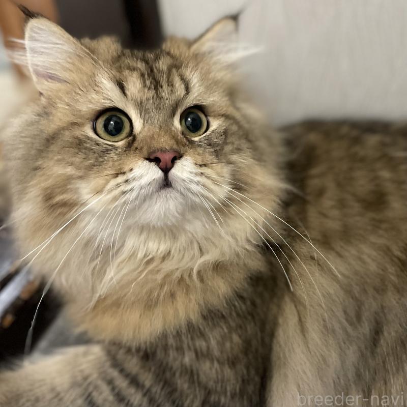 販売中の愛知県のミヌエット-117957の14枚目