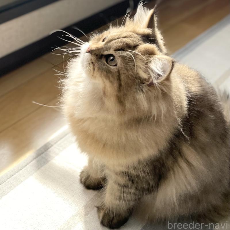 販売中の愛知県のミヌエット-117957の9枚目