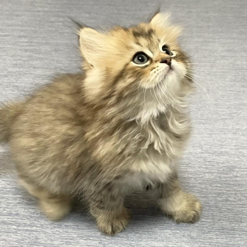 販売中の愛知県のミヌエット-117957の5枚目