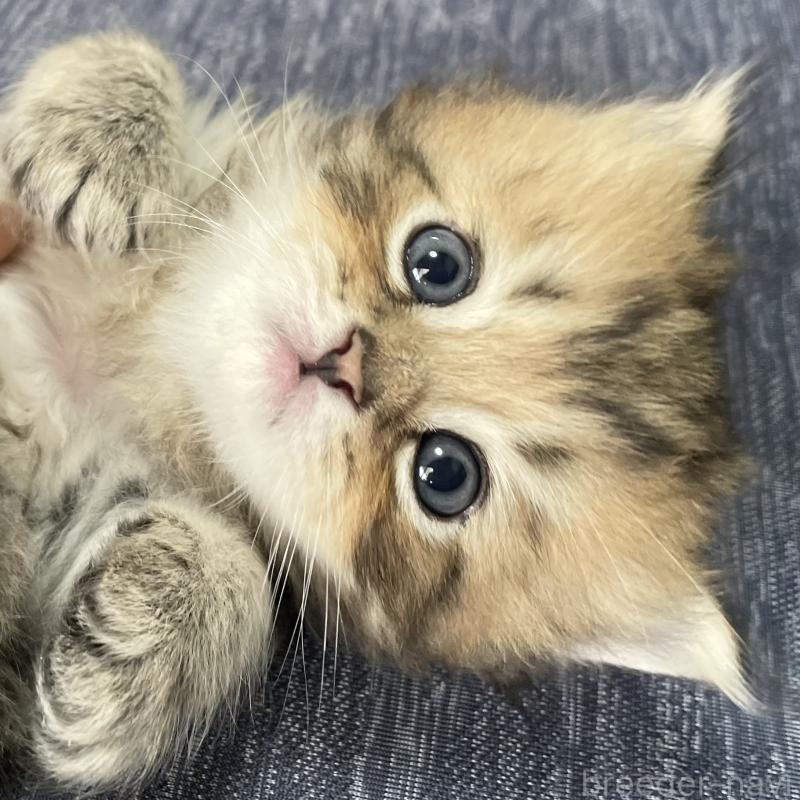 販売中の愛知県のミヌエット-117957の4枚目