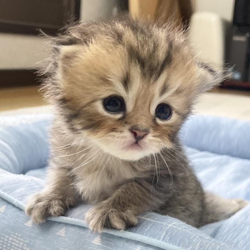 販売中の愛知県のミヌエット-117957の3枚目