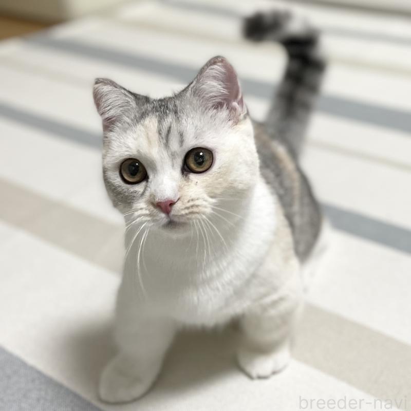 販売中の愛知県のミヌエット(短足)-121827の14枚目