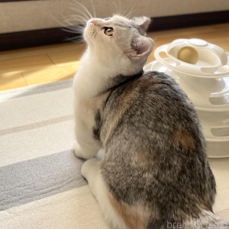 販売中の愛知県のミヌエット(短足)-121827の11枚目