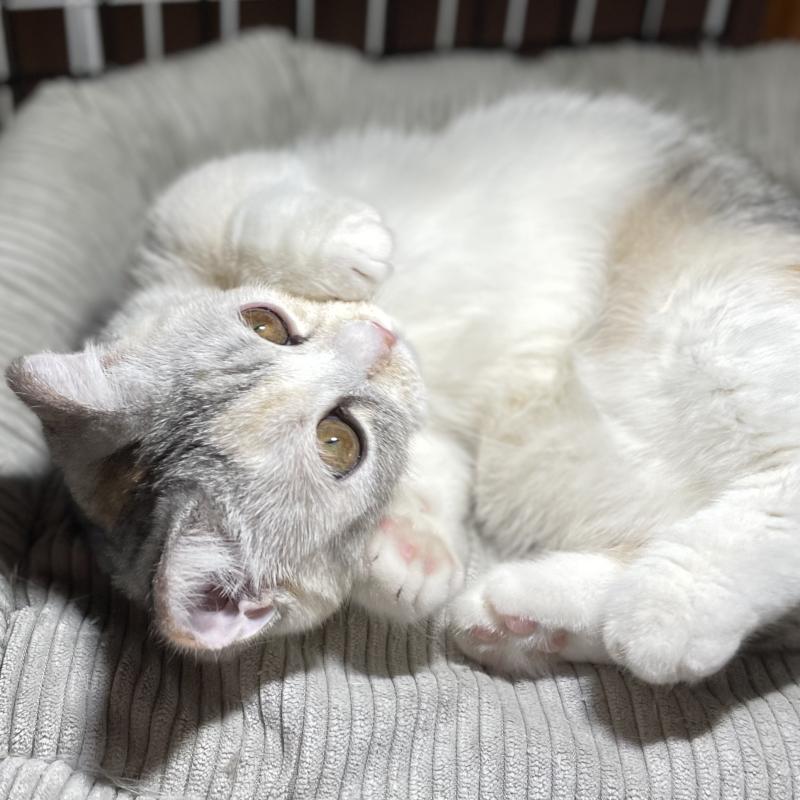 販売中の愛知県のミヌエット(短足)-121827の9枚目