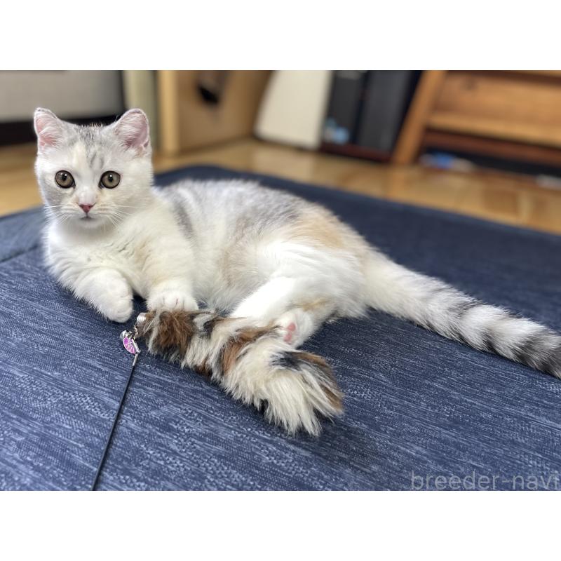 販売中の愛知県のミヌエット(短足)-121827の6枚目