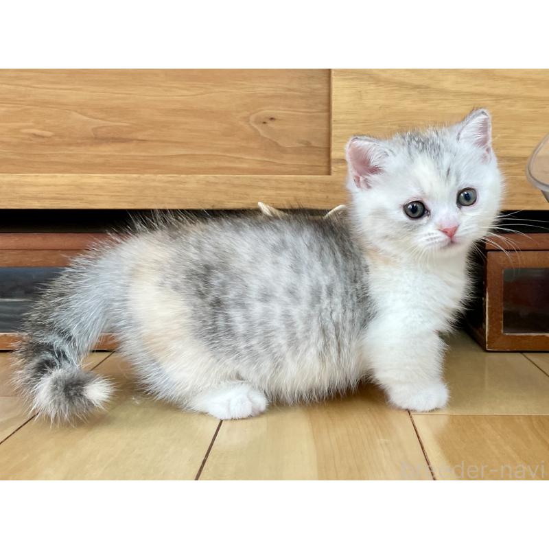 販売中の愛知県のミヌエット(短足)-121827の4枚目