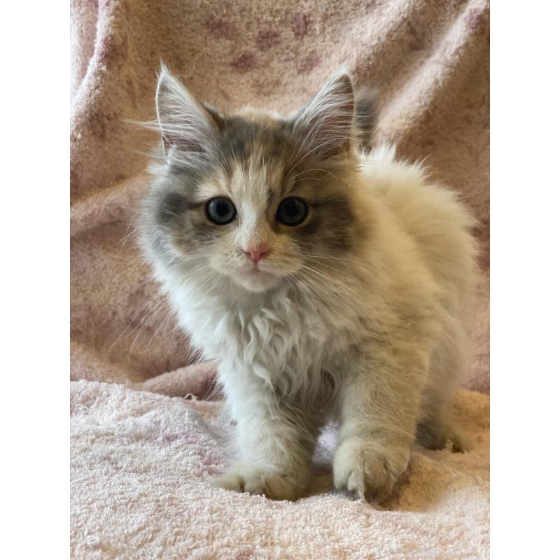 販売中の埼玉県のサイベリアン-132855の8枚目