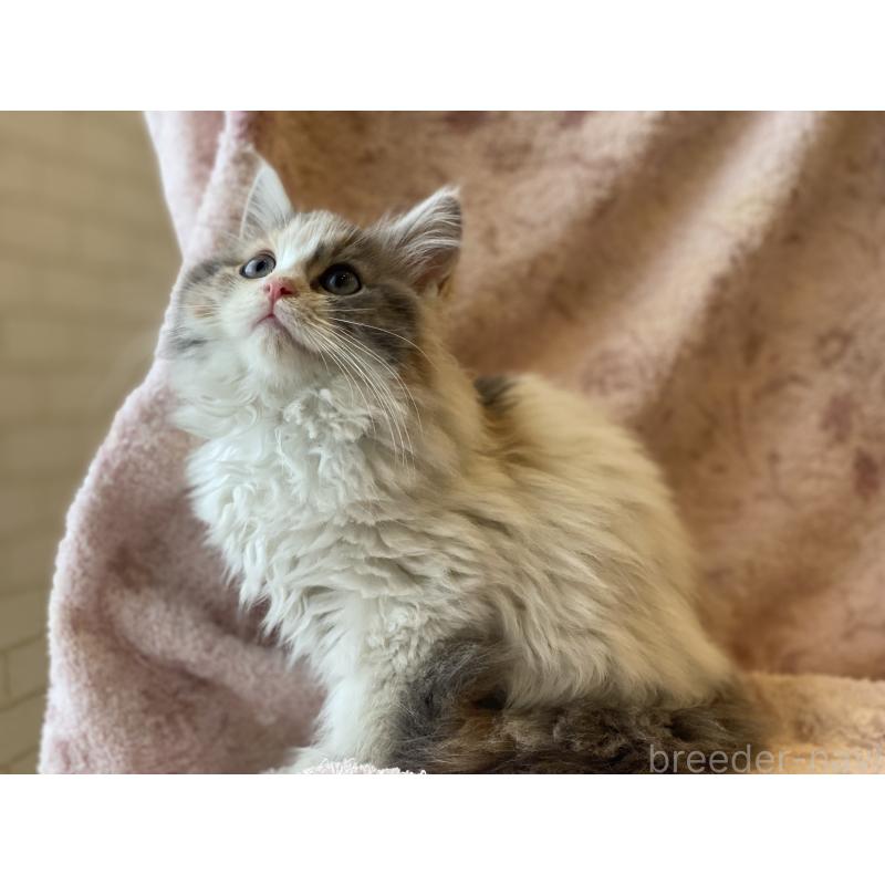 販売中の埼玉県のサイベリアン-132855の7枚目