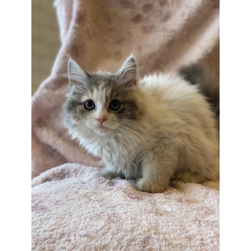 販売中の埼玉県のサイベリアン-132855の6枚目