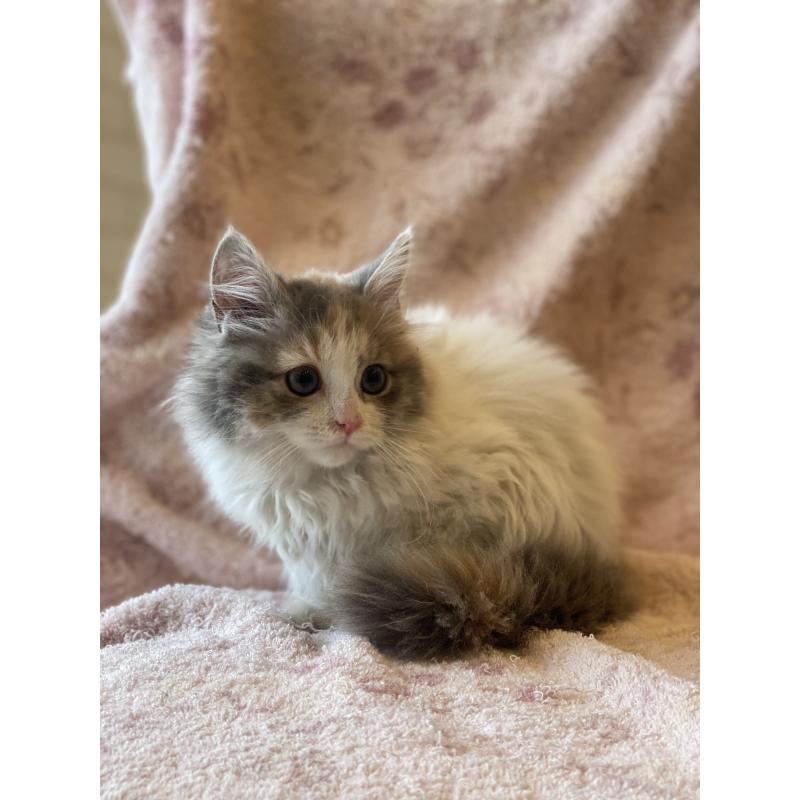 販売中の埼玉県のサイベリアン-132855の5枚目