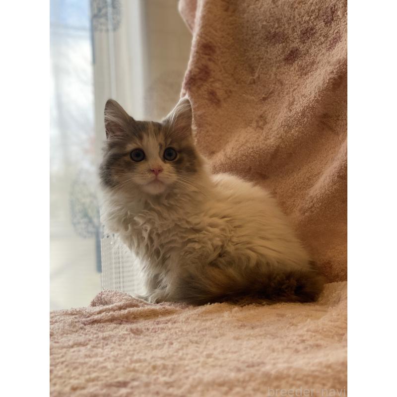 販売中の埼玉県のサイベリアン-132855の4枚目