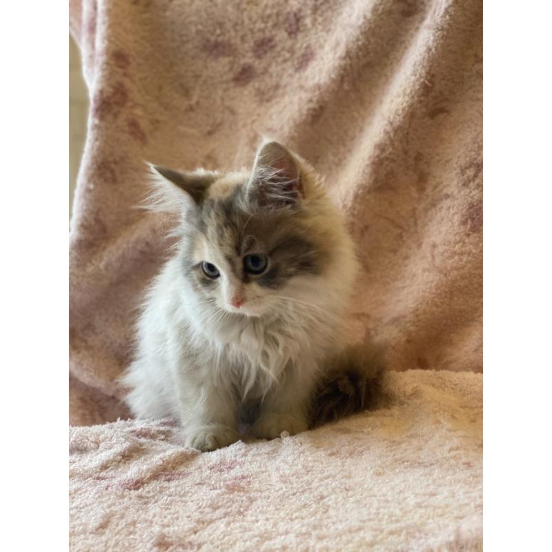 販売中の埼玉県のサイベリアン-132855の3枚目