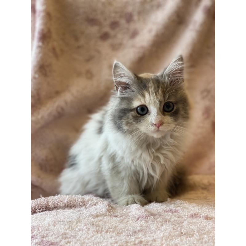 販売中の埼玉県のサイベリアン-132855の2枚目