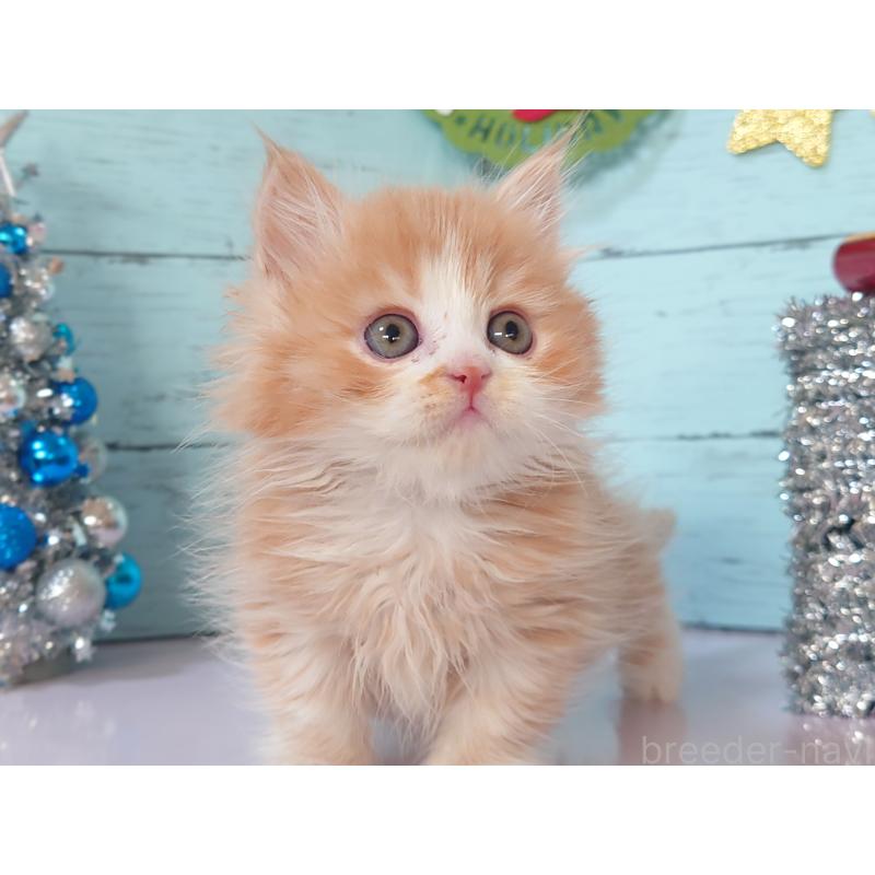 販売中の東京都のマンチカン-132853の4枚目