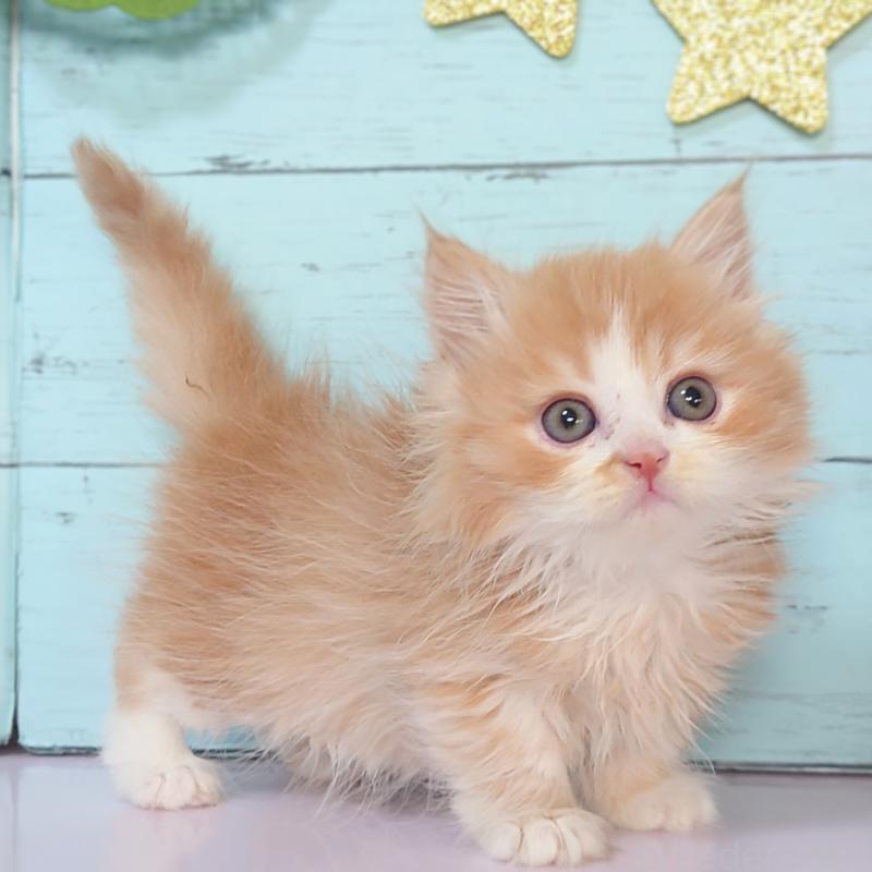 販売中の東京都のマンチカン-132853の3枚目