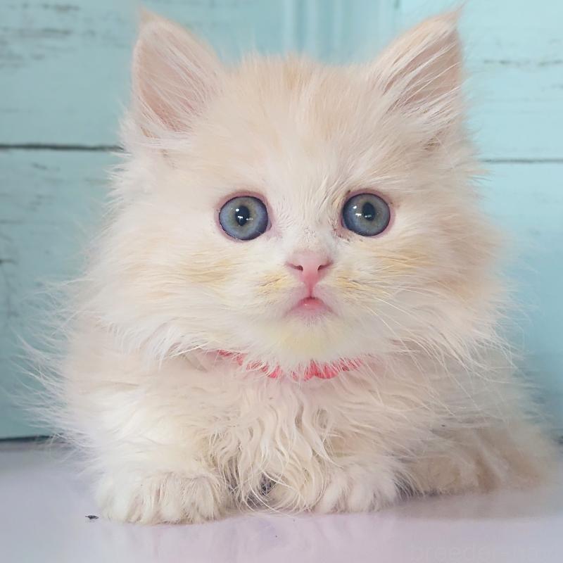 販売中の東京都のマンチカン-132854