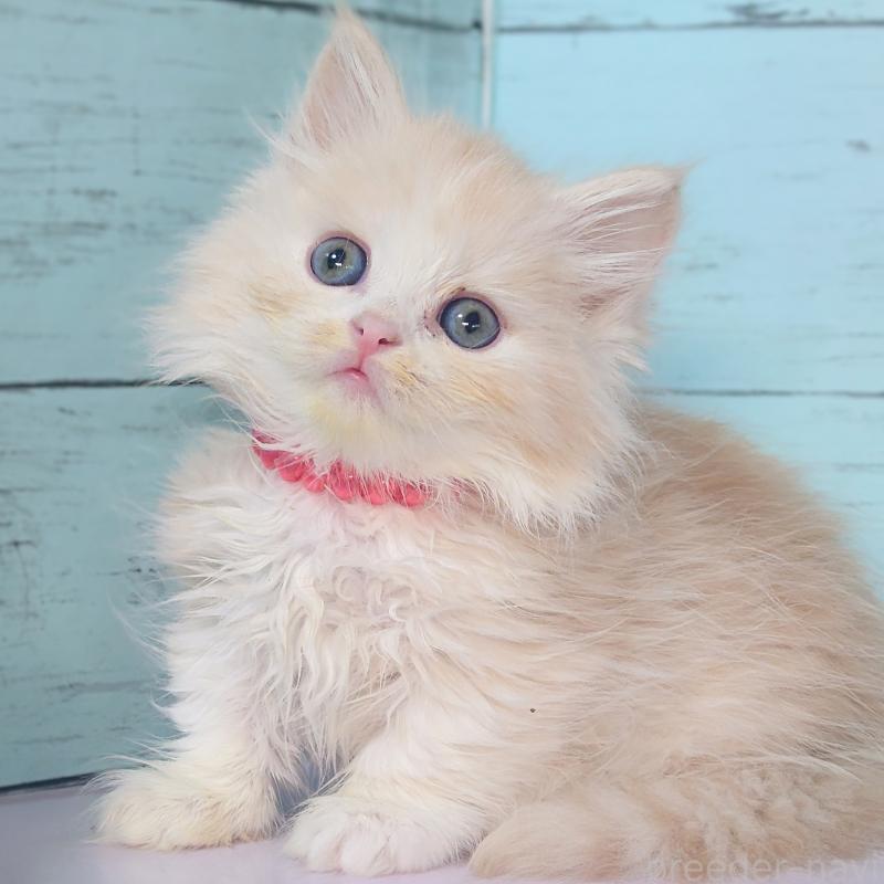 販売中の東京都のマンチカン-132854の5枚目