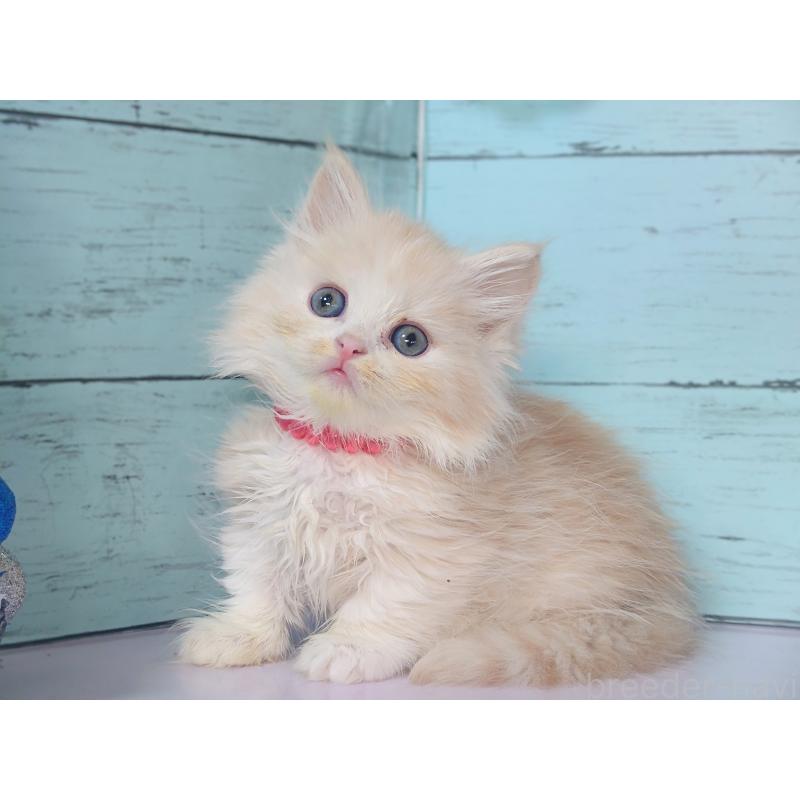 販売中の東京都のマンチカン-132854の4枚目