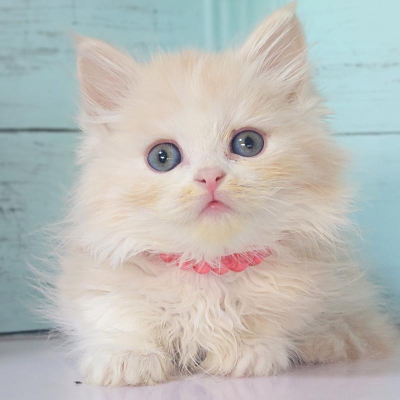 販売中の東京都のマンチカン-132854の3枚目