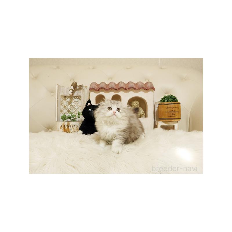 販売中の佐賀県のスコティッシュフォールド-132856の5枚目