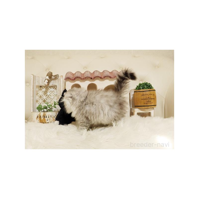 販売中の佐賀県のスコティッシュフォールド-132856の3枚目