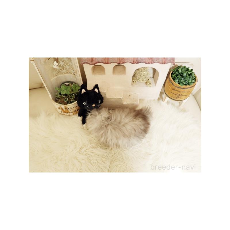 販売中の佐賀県のスコティッシュフォールド-132856の2枚目