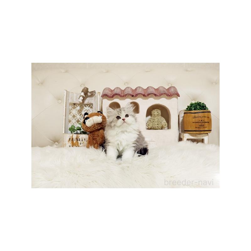 販売中の佐賀県のスコティッシュフォールド-132857の5枚目