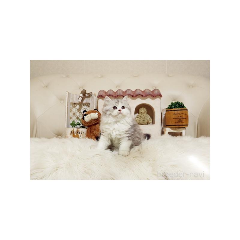 販売中の佐賀県のスコティッシュフォールド-132857の4枚目