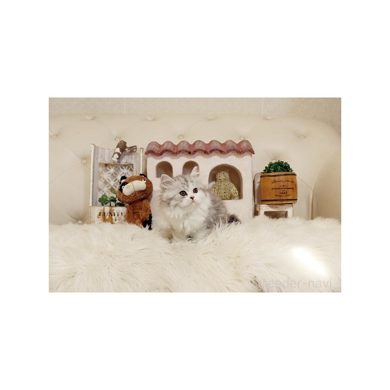 販売中の佐賀県のスコティッシュフォールド-132857の3枚目