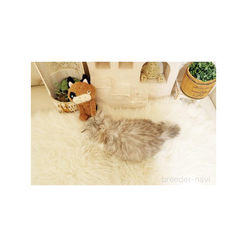 販売中の佐賀県のスコティッシュフォールド-132857の2枚目