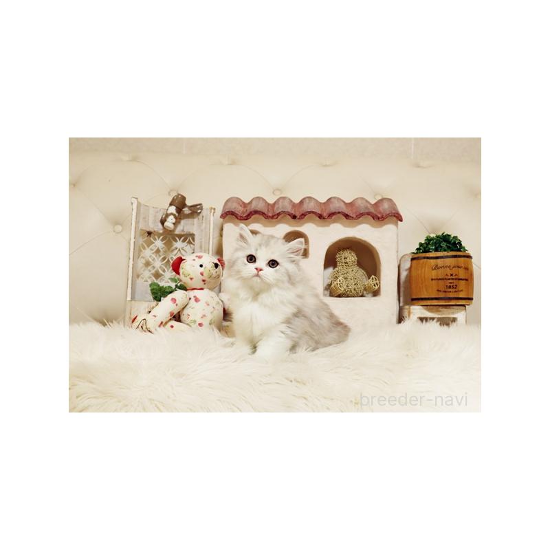 販売中の佐賀県のスコティッシュフォールド-132858の5枚目