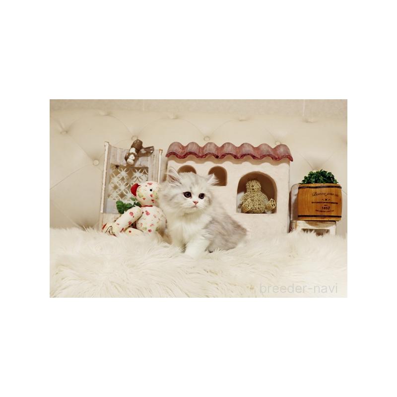 販売中の佐賀県のスコティッシュフォールド-132858の4枚目