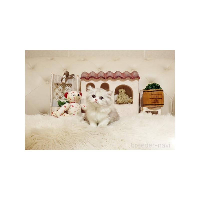 販売中の佐賀県のスコティッシュフォールド-132858の3枚目