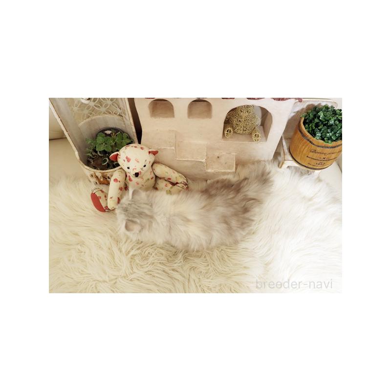 販売中の佐賀県のスコティッシュフォールド-132858の2枚目