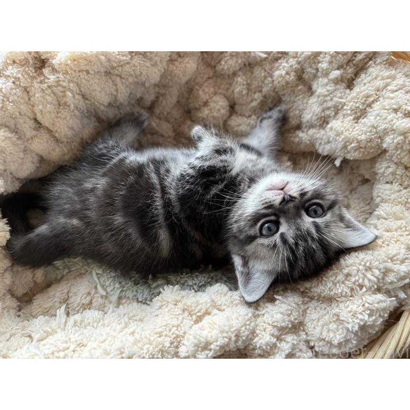 販売中の千葉県のアメリカンショートヘア-132859の8枚目