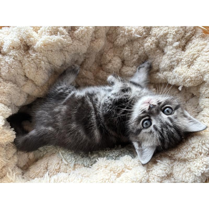 販売中の千葉県のアメリカンショートヘア-132859の7枚目