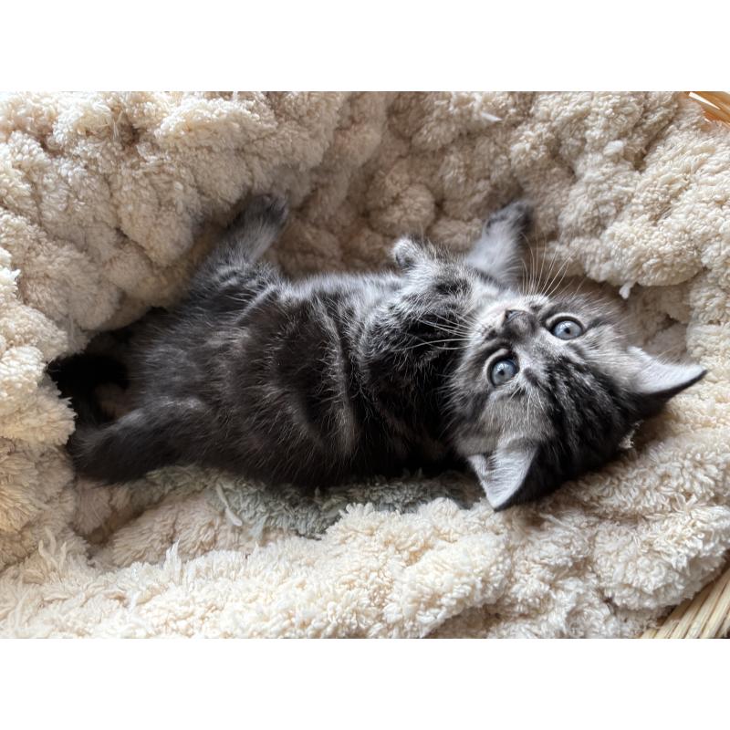 販売中の千葉県のアメリカンショートヘア-132859の5枚目