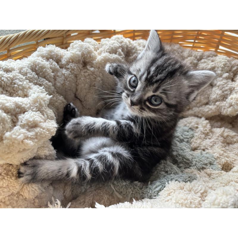 販売中の千葉県のアメリカンショートヘア-132859の4枚目