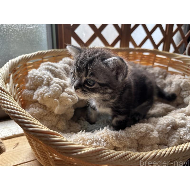 販売中の千葉県のアメリカンショートヘア-132859の3枚目