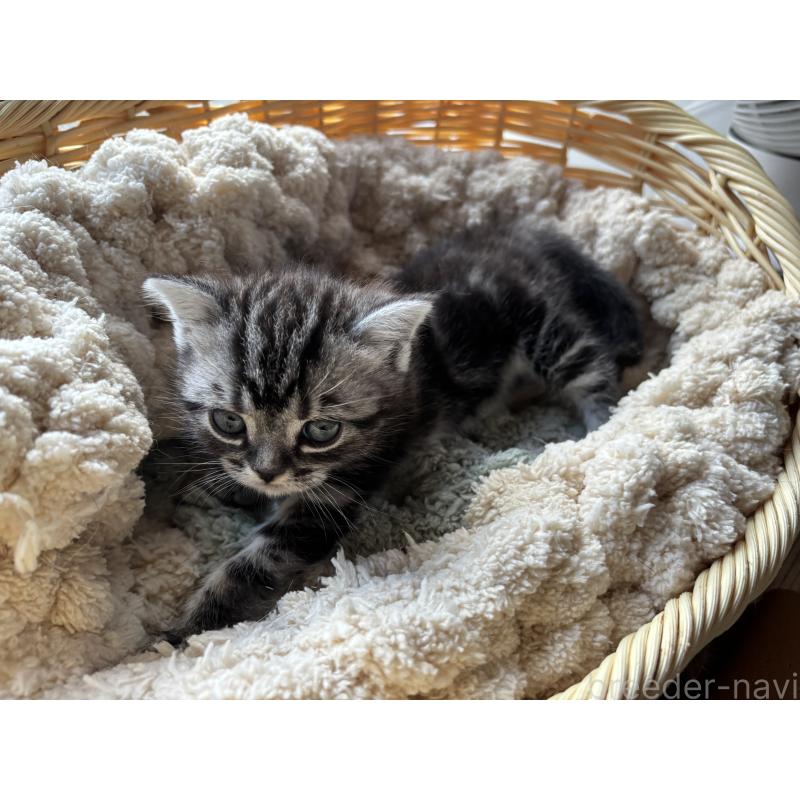 販売中の千葉県のアメリカンショートヘア-132859の2枚目