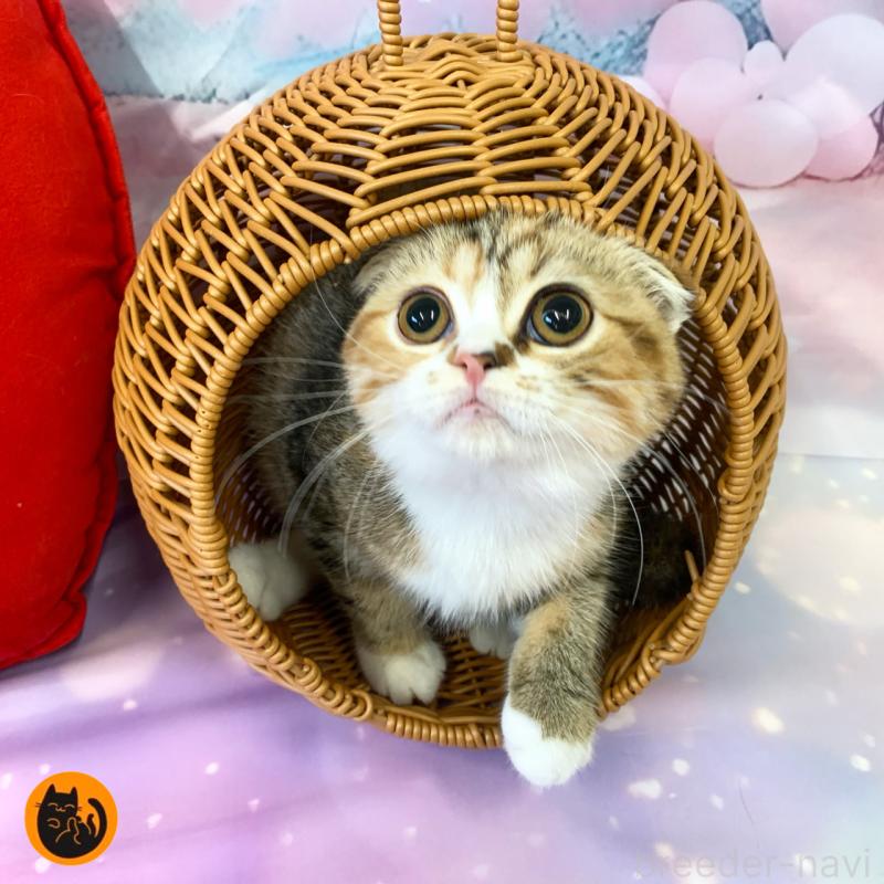 販売中の大阪府のスコティッシュフォールド(折れ耳)-125115