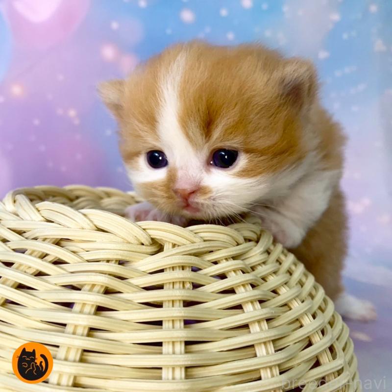 販売中の大阪府のスコティッシュフォールド-132598