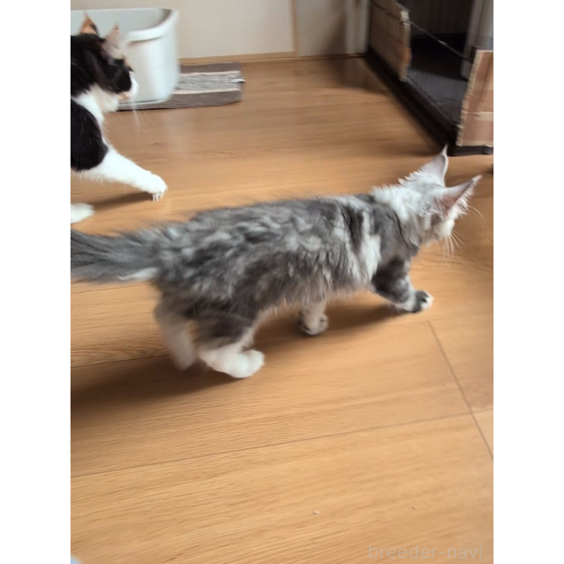 成約済の岡山県のメインクーン-129095の2枚目