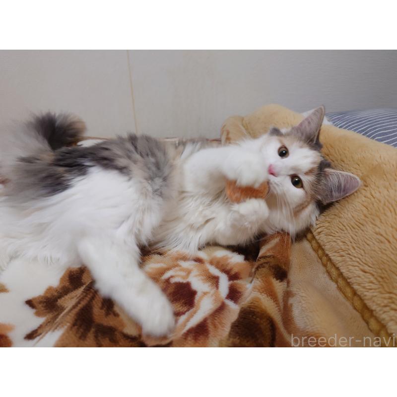 販売中の埼玉県のノルウェージャンフォレストキャット-122995の6枚目